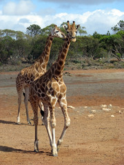 giraffe