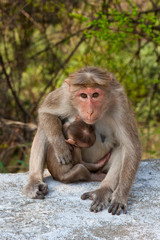 Bonnet Macaque Mother