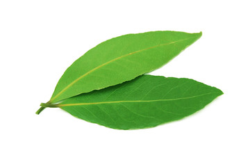 Fototapeta premium Fresh bay leaves.