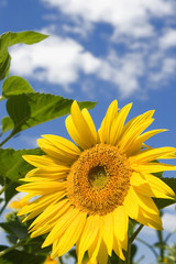 amazing sunflower and blue sky background