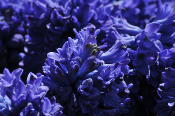 hyacinths