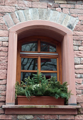 Fototapeta na wymiar pine tree in the window