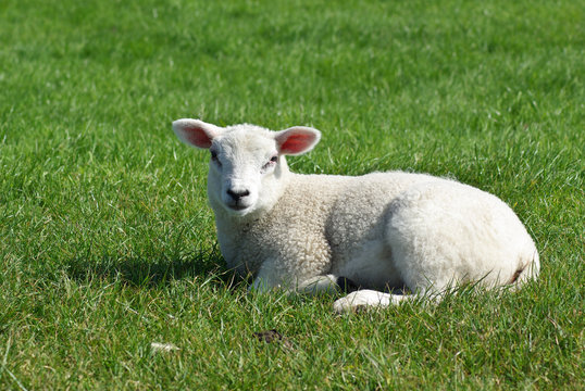 Lamm