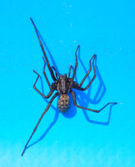 Spinne im Swimmingpool