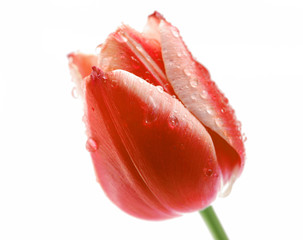 tulip