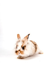 Fototapeta na wymiar cute small rabbit