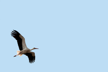flying stork