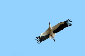 flying stork