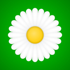 gänseblümchen II © WoGi