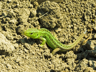 lizard