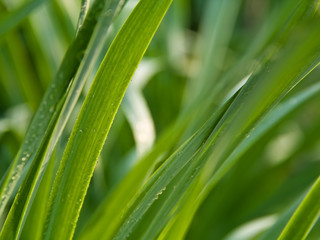 Spring grass