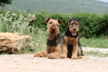 m&egrave;re airedale terrier couch&eacute;e et son chiot assis contre elle