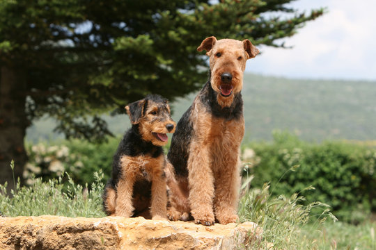 chienne airedale et son petit assis de face &agrave; la campagne
