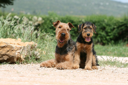 m&egrave;re airedale terrier couch&eacute;e et son chiot assis contre elle