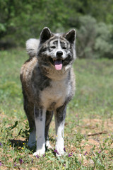bel akita inu adulte bringé gris, de face regardant au loin