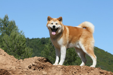 akita inu fauve et blanc en surplomb sur fond de ciel bleu
