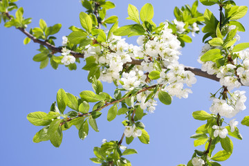 Spring Plum or Cherry leaves and blossom