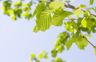Spring Hazel or Elm leaves