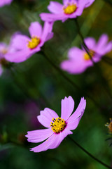 Fototapeta premium Purple flower