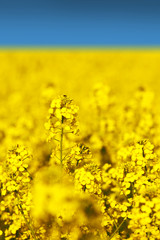 Obraz premium closeup rape field and blue sky