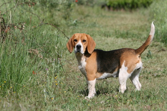 beagle tricolore de profil à la campagne l'air surpris
