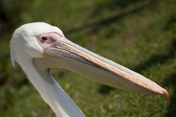 White Pelican Close Up Portrait