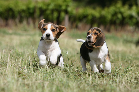 deux jolis chiots beagle courant de face dans la campagne