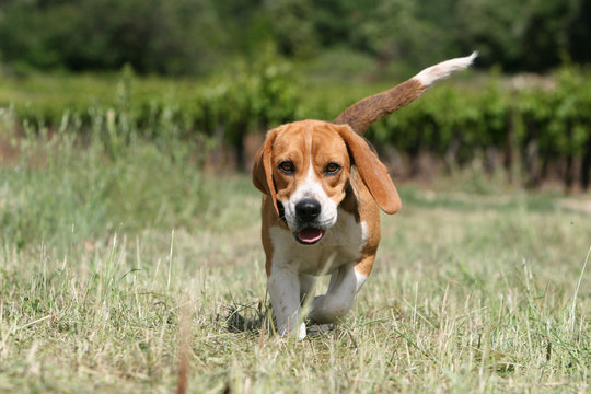 chiot beagle bicolore avançant l'air décidé de face