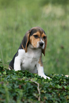 petit beagle assis à la campagne en surplomb sur le lierre
