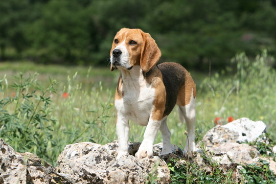jeune beagle tricolore immobile regardant l'horizon
