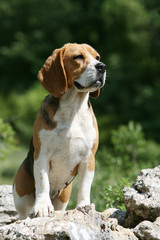 joli jeune beagle surveillant attentivement l'horizon