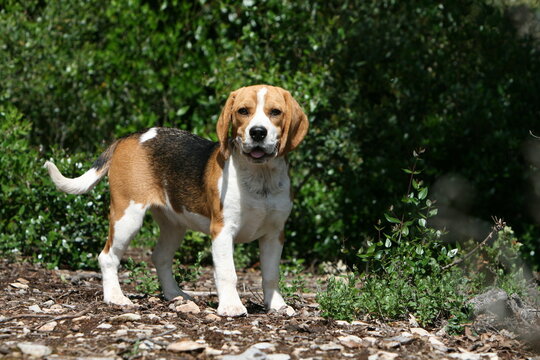 gentil petit beagle immobile nous regardant