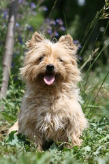 Cairn terrier tirant la langue assis de face à la campagne