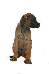 profile of brown and black Rhodesian Ridgeback puppy
