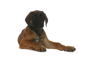rhodesian ridgeback puppy sitting with paws out