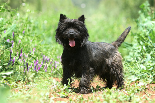 Cairn terrier bring&eacute; tirant la langue en &eacute;t&eacute; dans le jardin