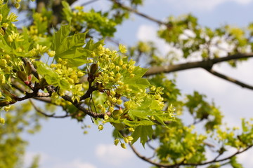 Blüten: Ahorn platanoides (Spitzahorn) [q]