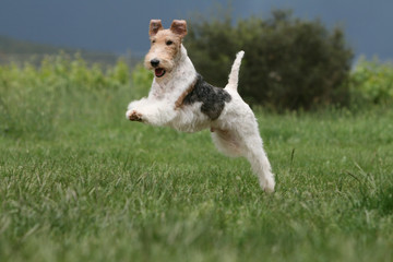 impressionnante détente du fox terrier à poil dur