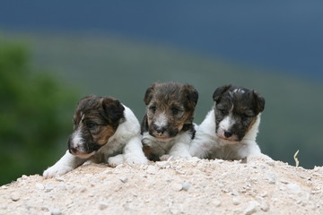 trio de jolis petits fox-terriers de face