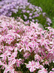 Polsterphlox in voller Blüte