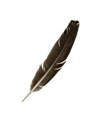Black feather isolated on white background