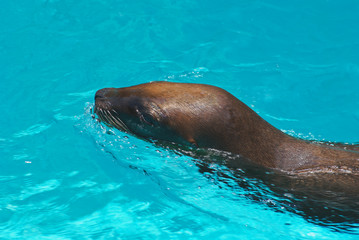 Trained California sea lion in the water