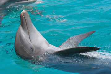 Close-up of swimming dolphin in bright clear water.