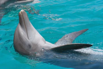 Crédence de cuisine en verre imprimé Dauphin Close-up of swimming dolphin in bright clear water.