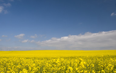 Rapsfelder