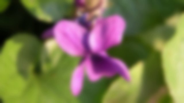 autofocus