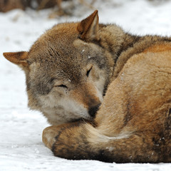 Wolf