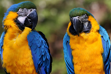 Blue and Yellow Macaw (Ara ararauna)