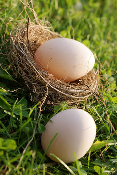 uovo nel nido sul prato
