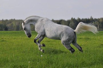 Obraz na płótnie Canvas The white horse plays a meadow